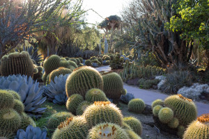 Cactus Garden to show landmarks in Woodland Hills
