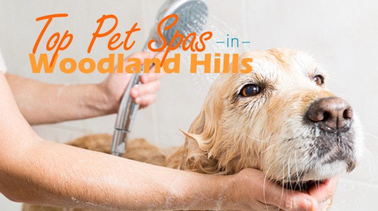 Your Furry Friend Needs Pampering Too: Top Woodland Hills Pet Spas