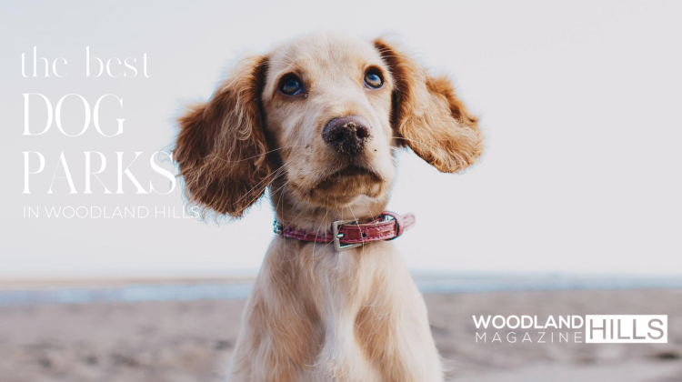 featured image for woodland hills magazine best dog friendly parks in woodland hills blog post
