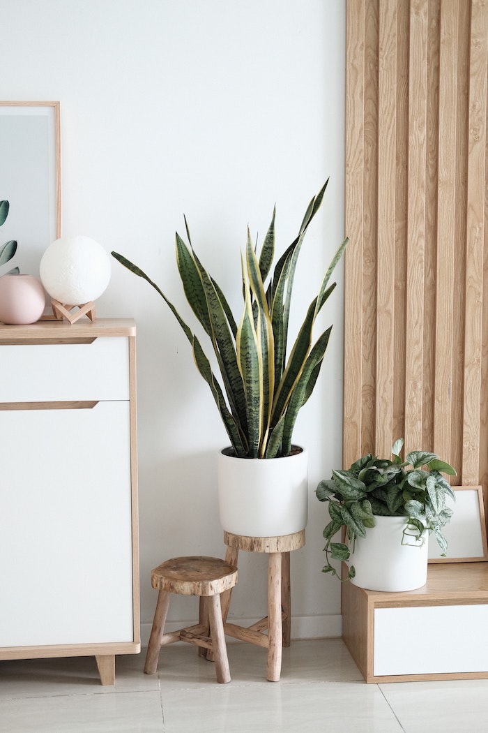 crate and barrel plants for home decor near woodland hills