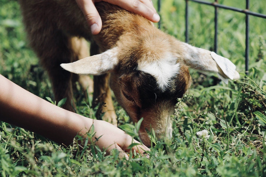 petting zoo lamb to show family fun near woodland hills