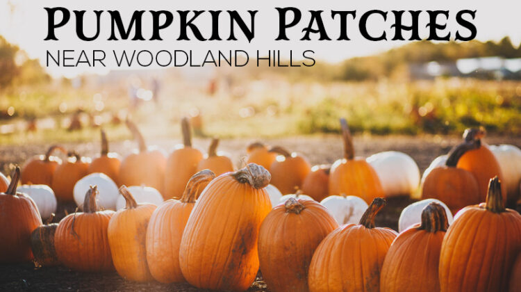 Pumpkin Patches Near Woodland Hills - Featured Image