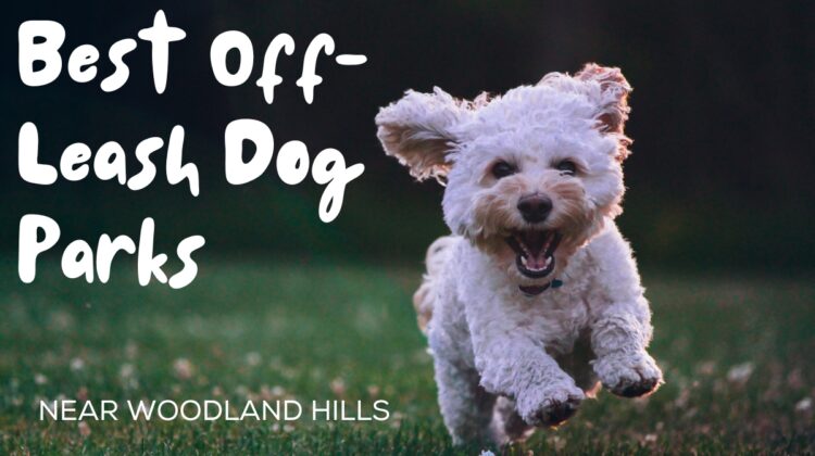 best off-leash dog parks near woodland hills - cover image
