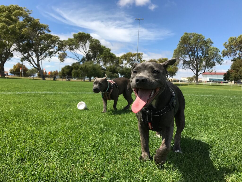 best off-leash dog parks near woodland hills - tongue out